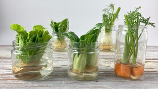 Regrowing - Glas mit Gemüseresten