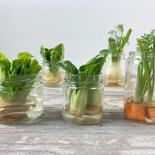 Regrowing - Glas mit Gemüseresten