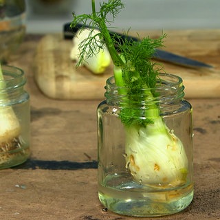 Regrowing in Gläsern