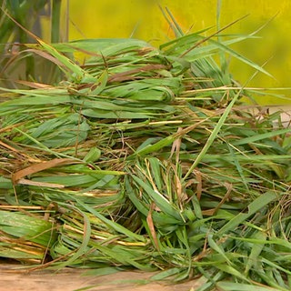 Sommerwiese für den Tisch