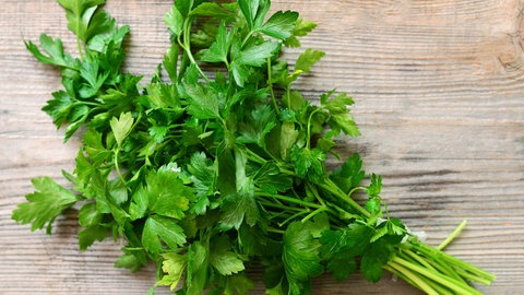 Kräuter kann man auch gut einfrieren: Petersilie (Blattpertersilie) als Strauß