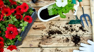 Blumen für den Balkonkasten