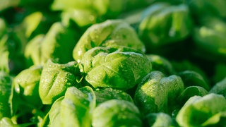 Basilikum richtig pflanzen und pflegen