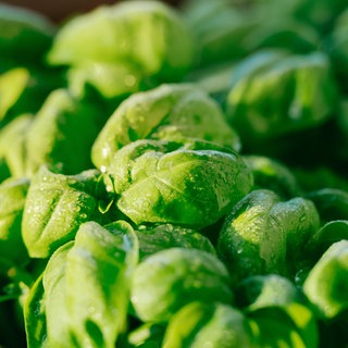 Basilikum richtig pflanzen und pflegen