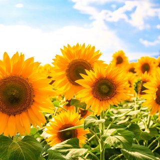 Sonnenblumenfeld