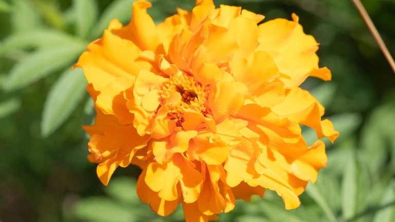 gelbe Studentenblume