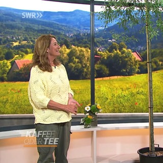 Besseres Klima im Garten durch Bäume und Gehölze