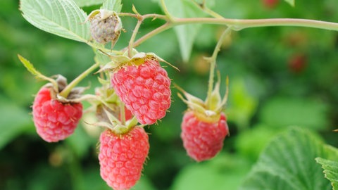 Himbeere am Strauch
