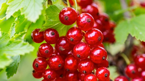 Johannisbeeren am Strauch