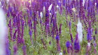 Salbei-Blüten