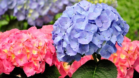 Hortensien im Garten