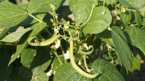 Buschbohnen am Strauch