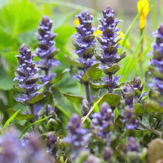 Lilane immergrüne Staudenpflanzen