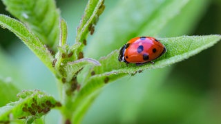 Marienkäfer mit Läusen auf einem Blatt