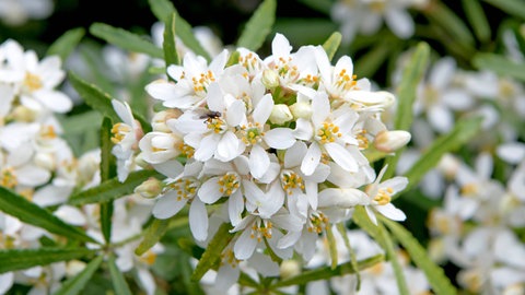 Orangenblume (Choisya ternata)