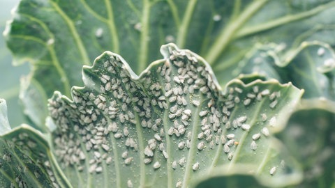 Läuse auf einem Blatt