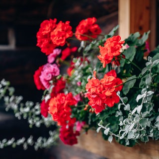 Geranien auf dem Balkon