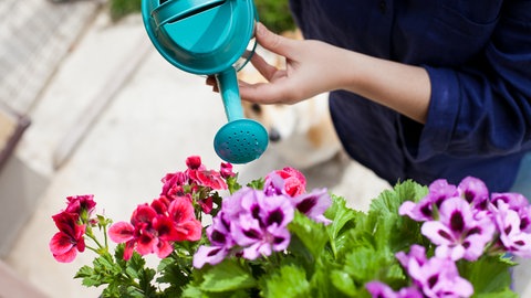 Geranien werden gegossen