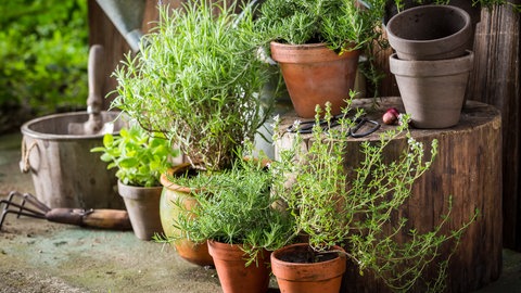 Verschiedene Kräuter Töpfen: Jetzt ernten und trocknen oder einfrieren