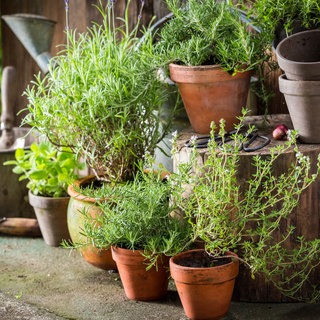Verschiedene Kräuter in Tontöpfchen und Kübeln