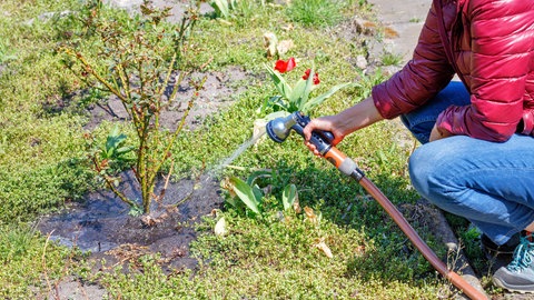Frau wässert Rosen
