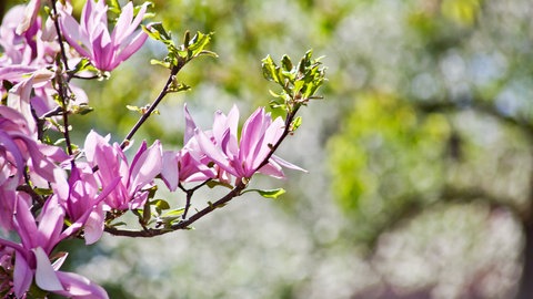 blühende Magnolie