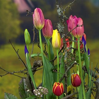 Gesteckter Tulpenstrauß