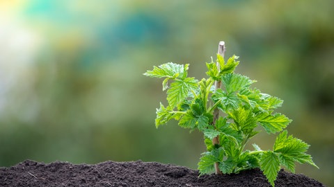Himbeeren treiben aus