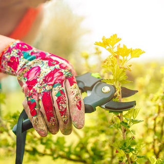 Himbeeren & Johannisbeeren schneiden und düngen im Frühjahr