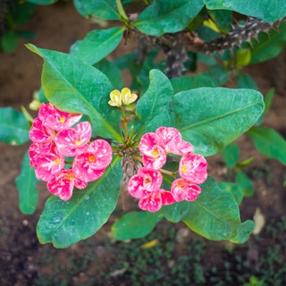 Steppen-Wolfsmilch in rosa