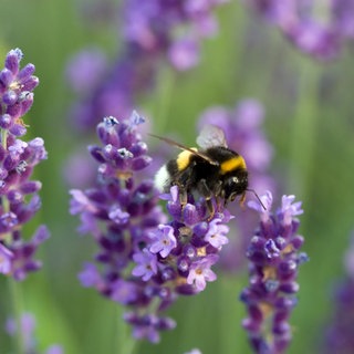 Hummel auf Lavendel-Blüte