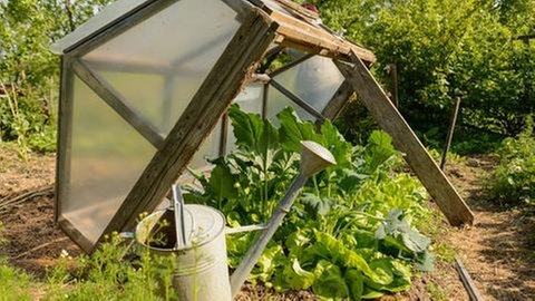 Frühbeet gut lüften