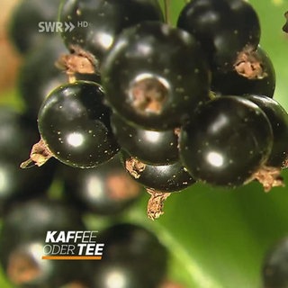 Schwarze Johannisbeeren