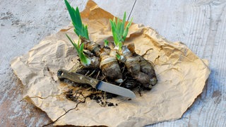 Bartiris wird geteilt