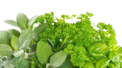 Kräuter für das Hochbeet 