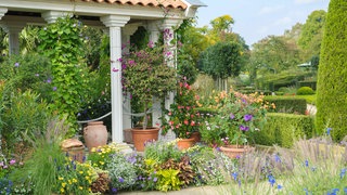 verschiedene Kübelpflanzen im Freien