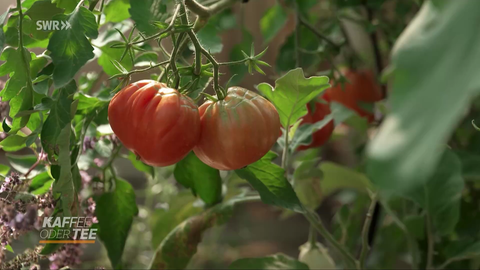 Fleischtomaten