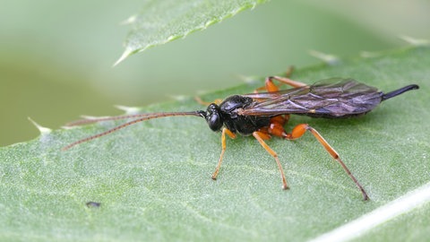 Schlupfwespe auf einem Blatt