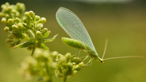 Florfliege auf einem Blatt
