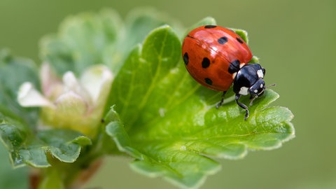 Marienkäfer auf einem Blatt