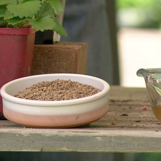 Naschgarten für Balkon