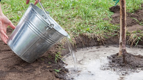 Baum angießen