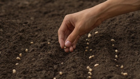 Blumensamen werden in die Erde gelegt