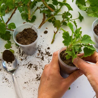 Pflanzen über Stecklinge selbst vermehren