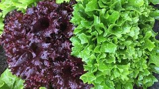 Endiviensalat grün und rot.