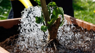 Pflanze wird gegossen