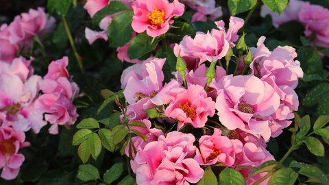 Beetrose 'See you ® in pink'