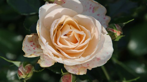 Rose "Sirius" oder "Martin Luther"