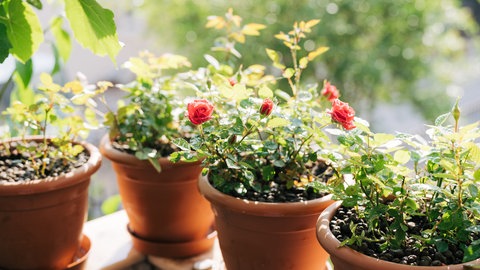 Rosen im Topf stehen auf dem Balkon