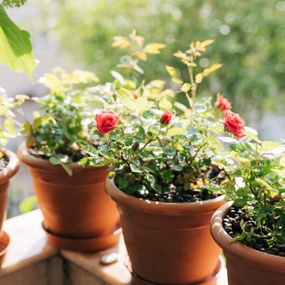 Rosen im Topf stehen auf dem Balkon